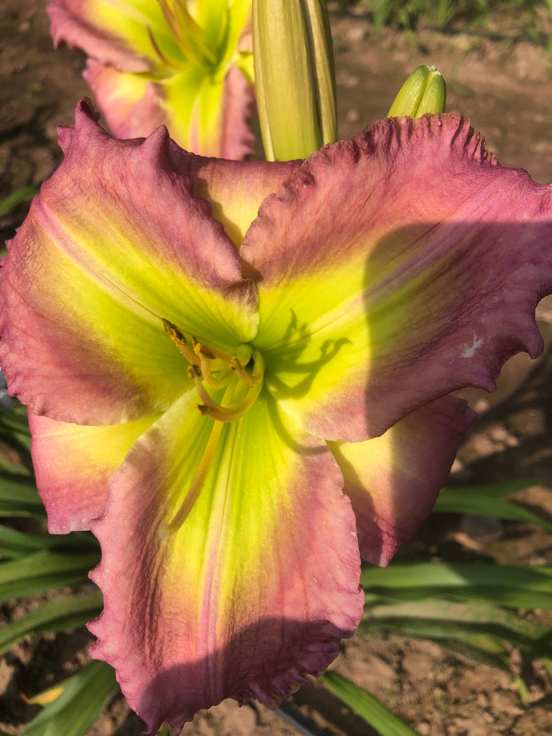 Green Scream daylily