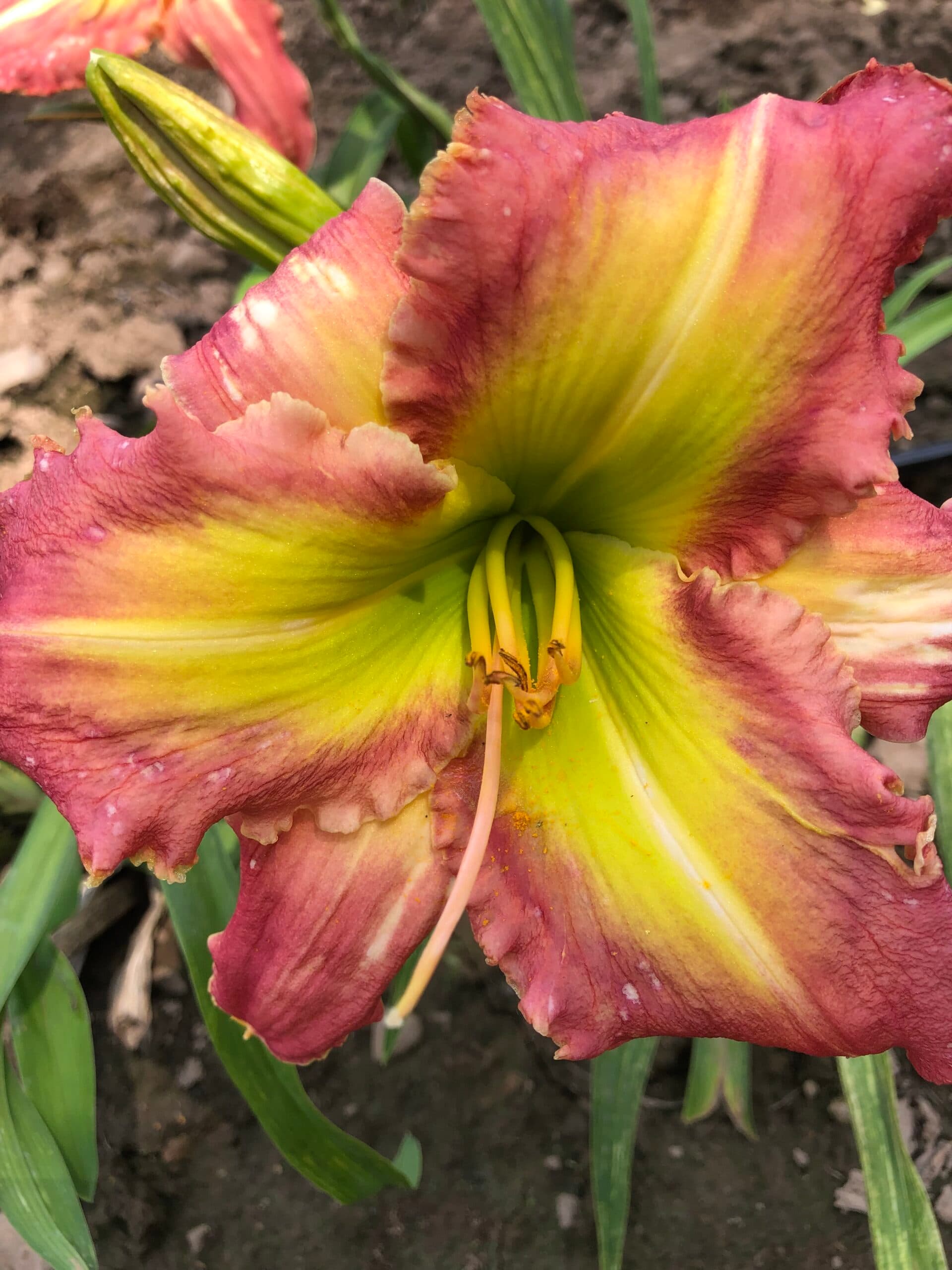Green Volcano daylily