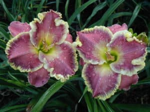 Heartbeat Of Heaven daylily