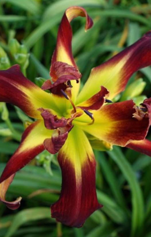 Heavenly Airachnid daylily