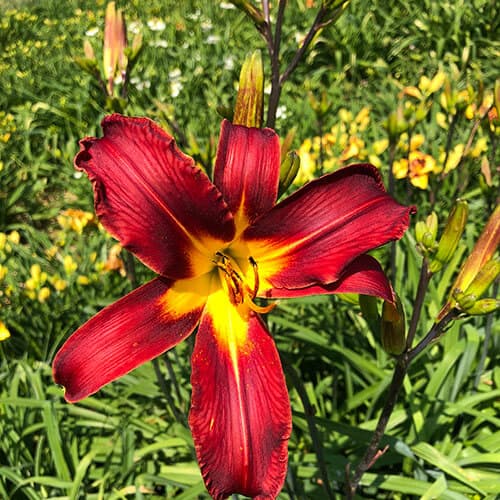 Heavenly Dark Knight daylily