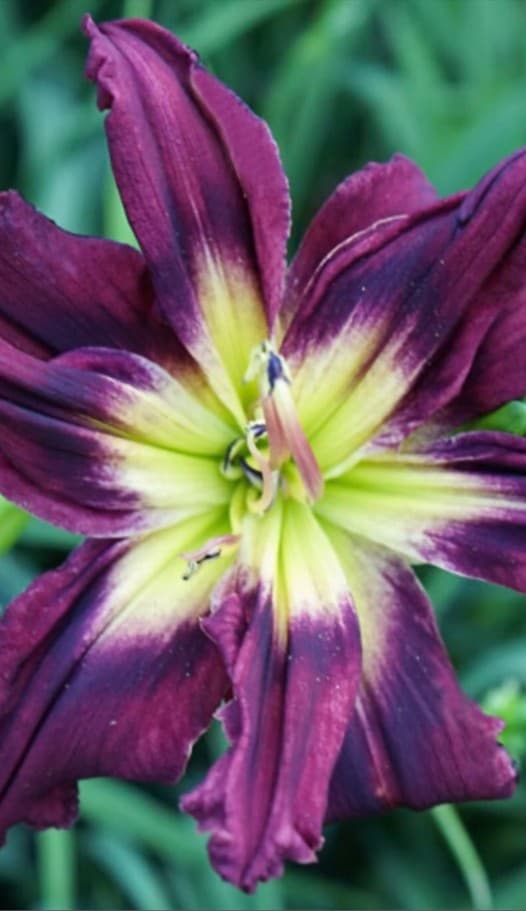 Heavenly Double Purple Cosmos daylily