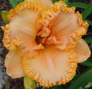 Heaven's Gatekeeper daylily