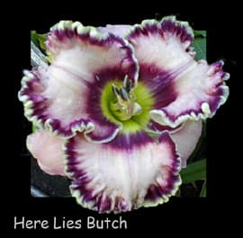 Here Lies Butch daylily