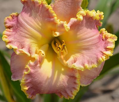 Holy Ground daylily