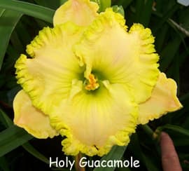 Holy Guacamole daylily