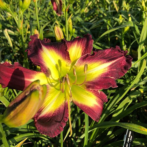 Hoping For Hugs daylily