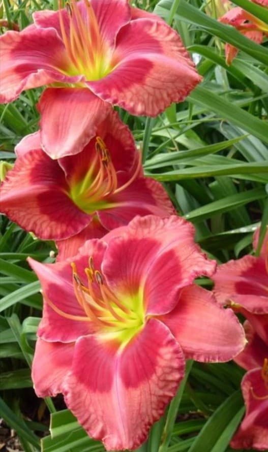 Hotlanta daylily