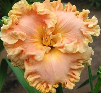 How Beautiful Heaven Must Be daylily