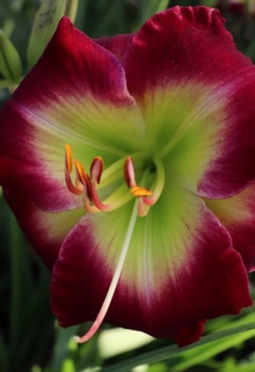 I Got This daylily