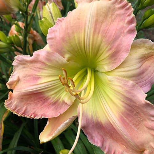 Ida Mae Norris daylily