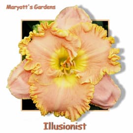 Illusionist daylily