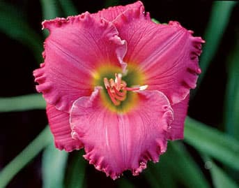 In Search Of Angels daylily