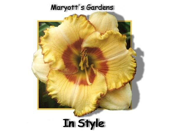 In Style daylily