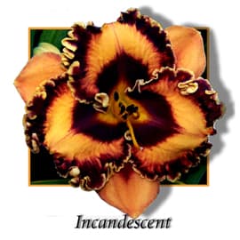Incandescent daylily