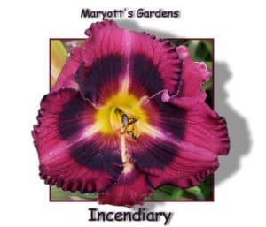 Incendiary daylily