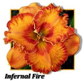 Infernal Fire daylily
