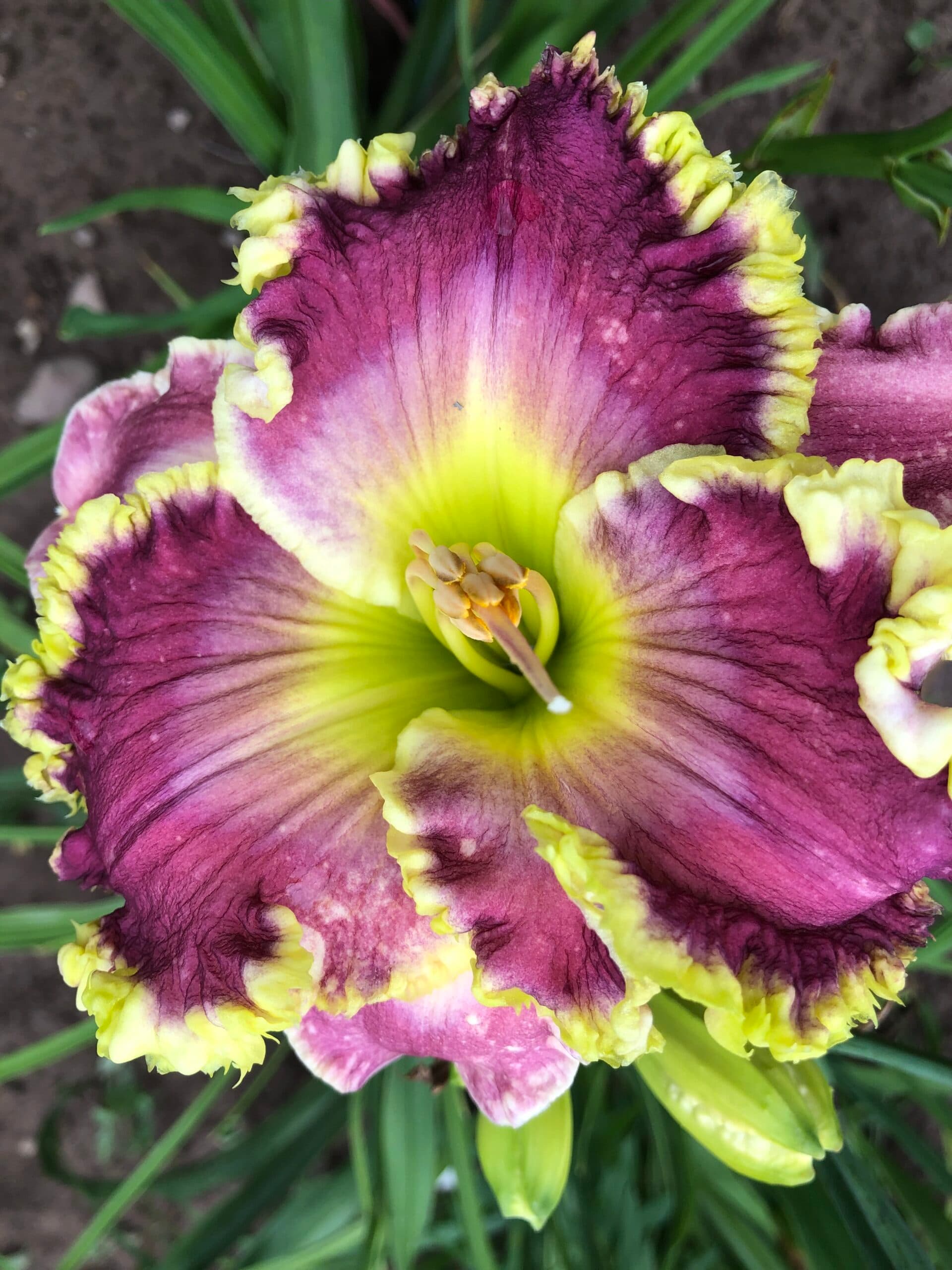 Irish Crown daylily