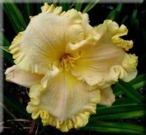 Iron Man daylily