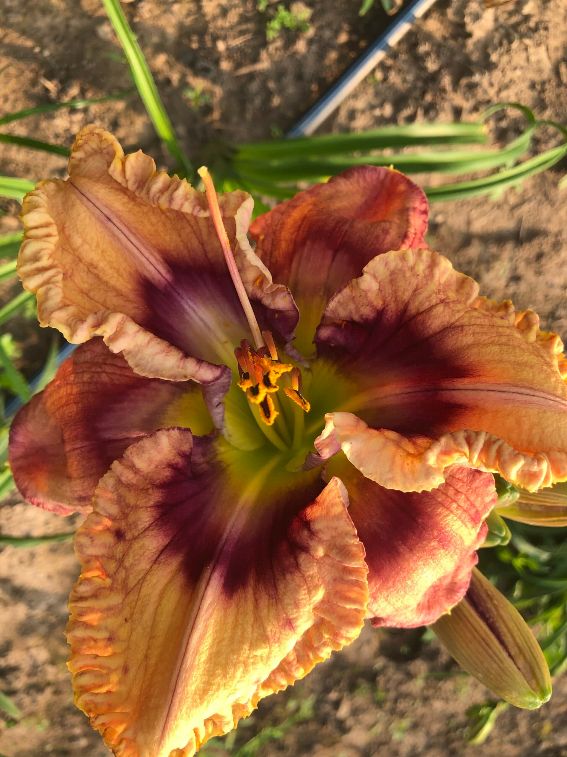 Italian Summer daylily