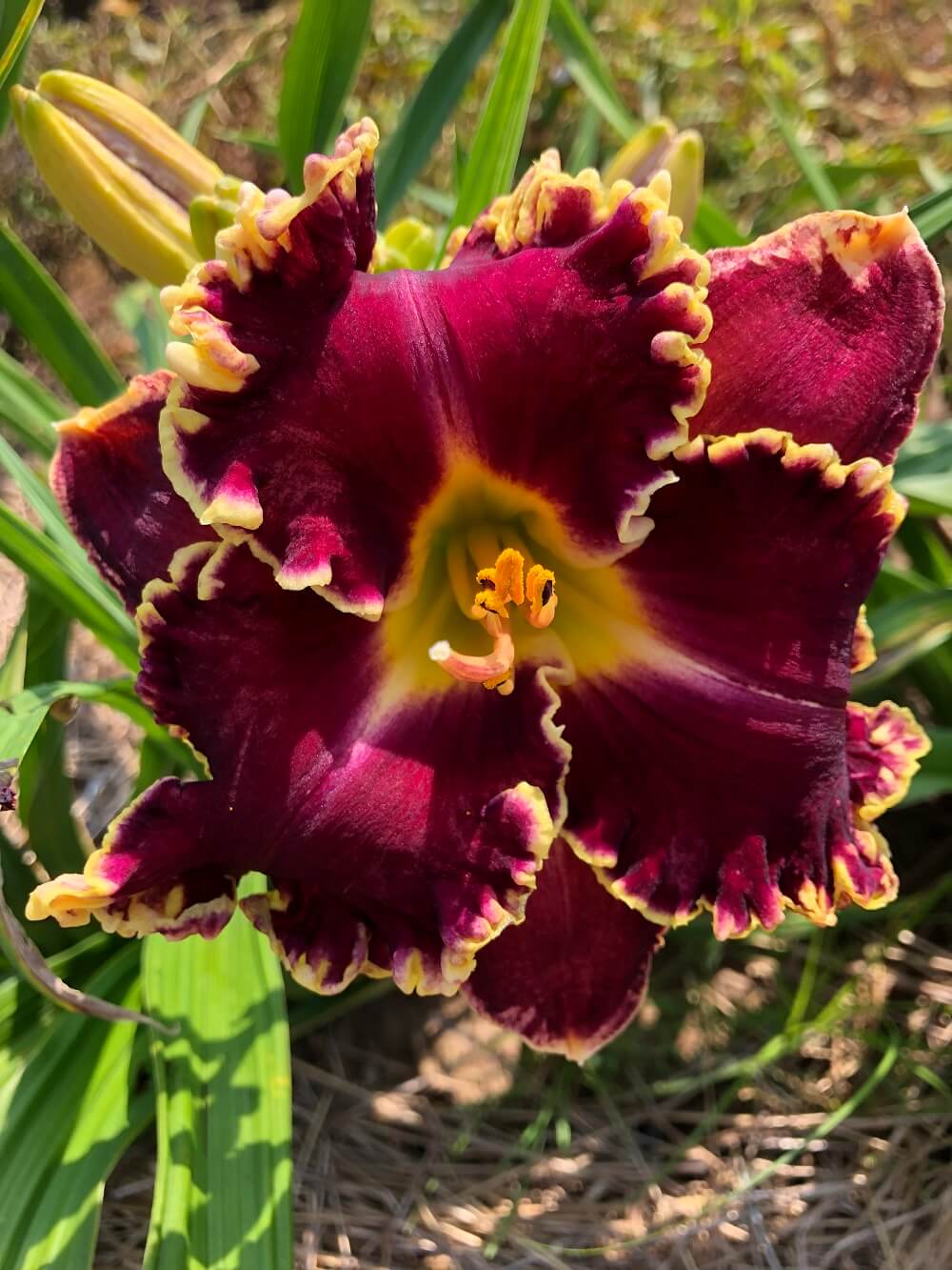 Jane Mahan daylily