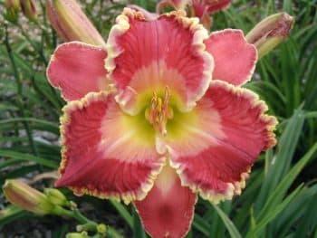 Joy Came Down daylily