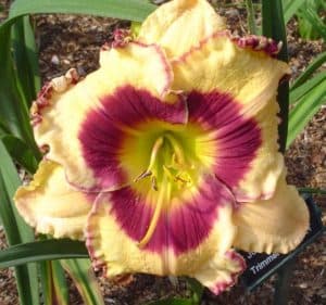 Jungle Palace daylily