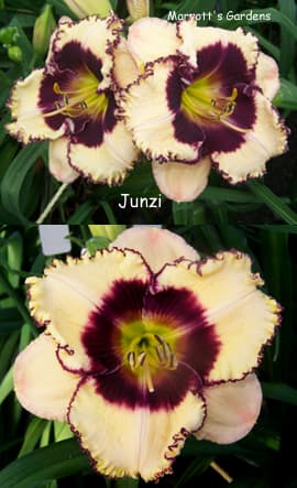 Junzi daylily