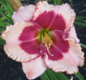 Just Like Candy daylily