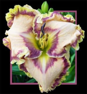 Kaanapalis Coast daylily