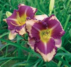 Kansas City Kicker daylily