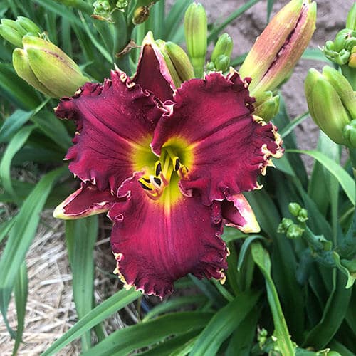 Kennesaw Crossfire daylily