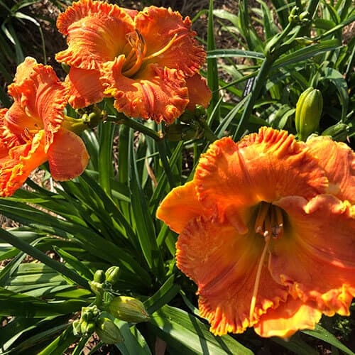 Kennesaw Orange Plush daylily