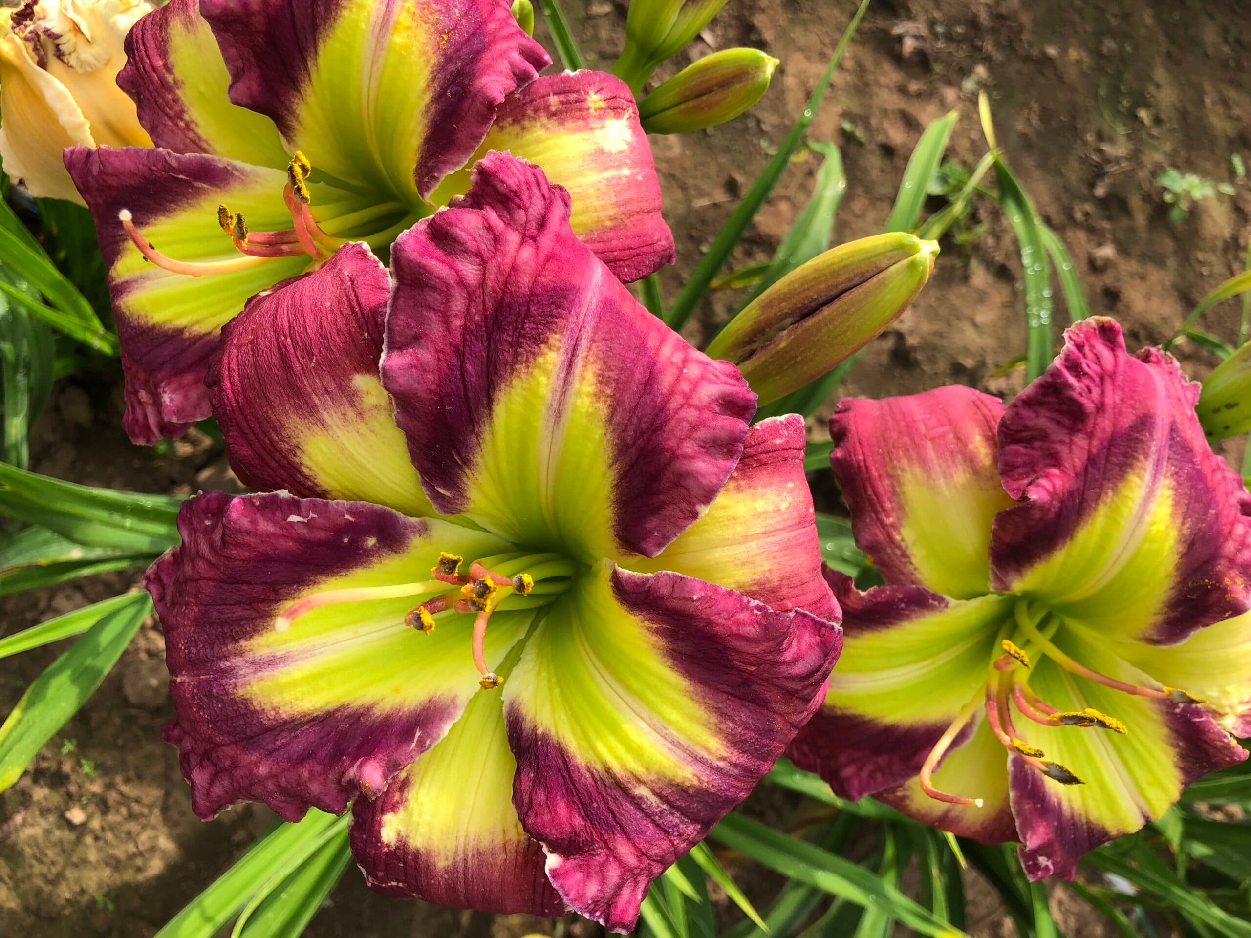 Kennesaw Raspberry Sorbet daylily