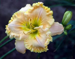Keys To The Kingdom daylily