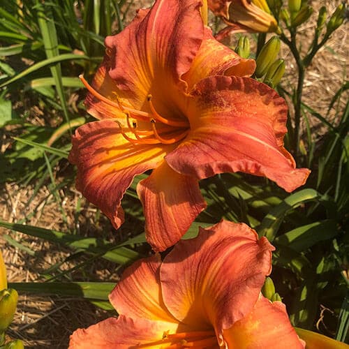 Kim's Bridesmaids daylily