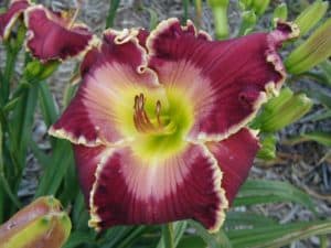 Kingdom Without End daylily