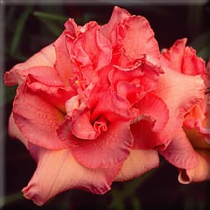 Kings Point daylily