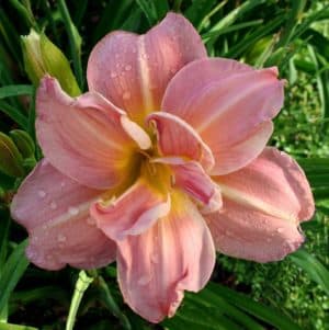 Knocks Your Socks Off daylily