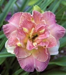 Lacy Doily daylily