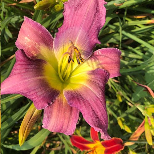 Lady Of Faith daylily