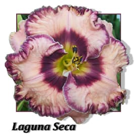 Laguna Seca daylily