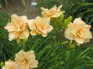 Land Of Cotton daylily