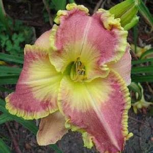 Larger Than Life daylily