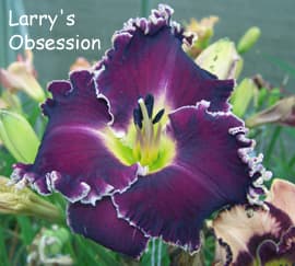 Larry's Obsession daylily