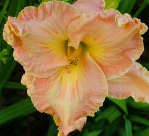 Laugh Lines daylily