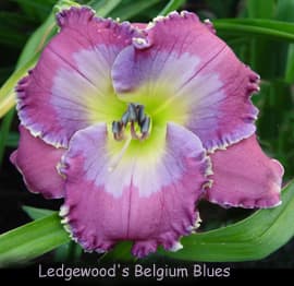 Ledgewoods Belgium Blues daylily