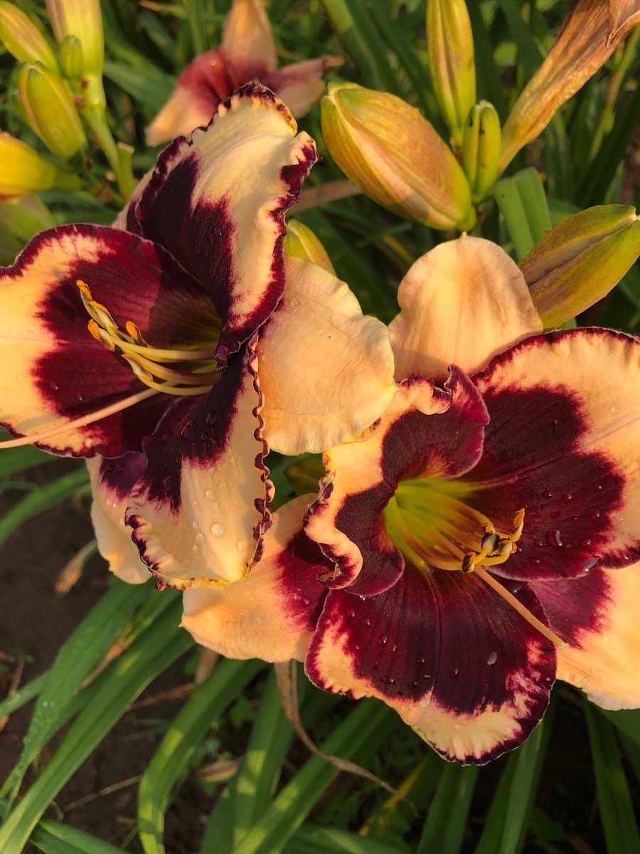 Ledgewoods Cherries Jubilee daylily