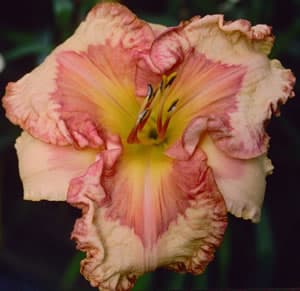 Ledgewoods Evening Sunset daylily