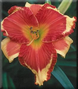 Ledgewoods Firecracker daylily